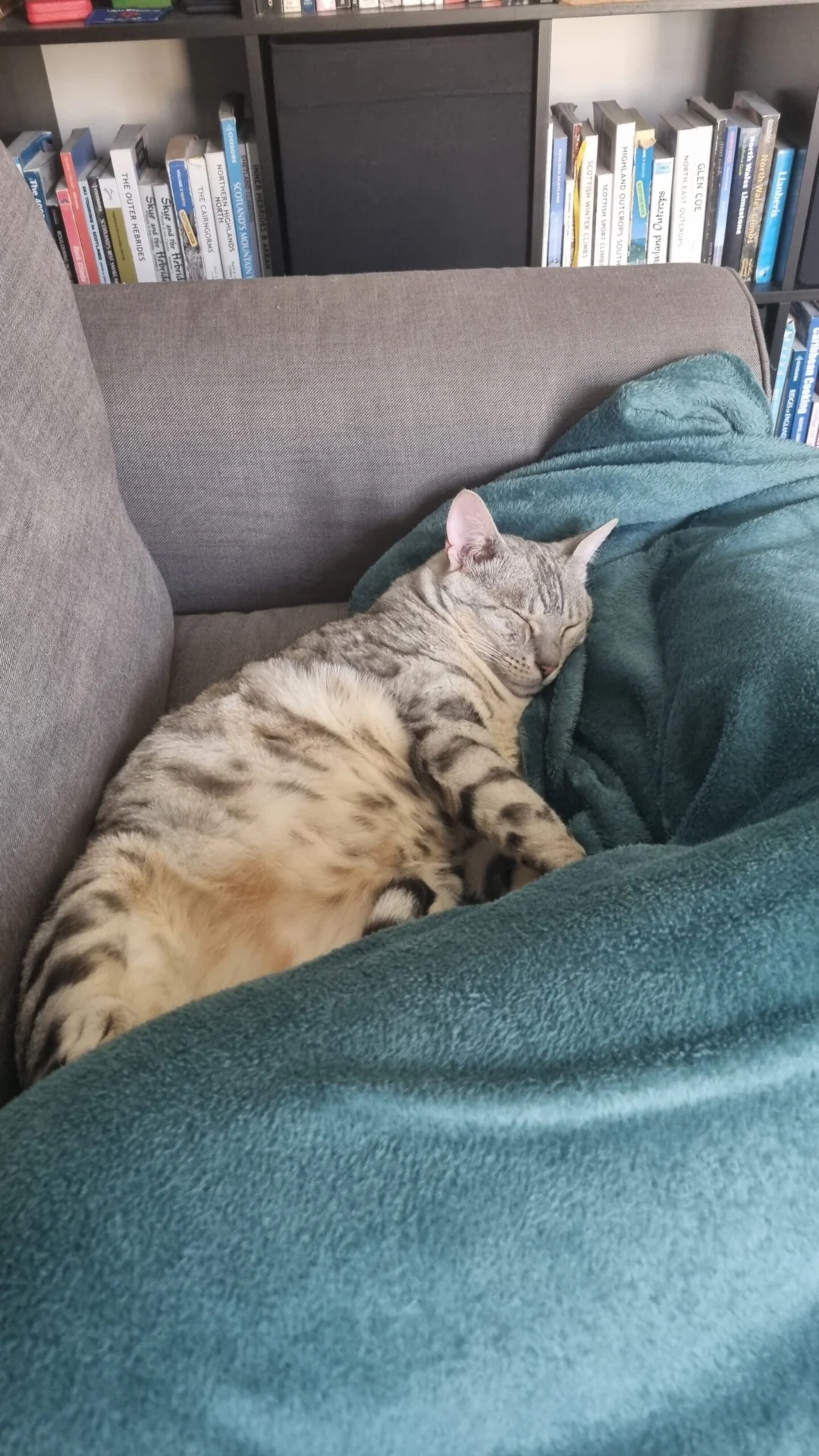 Tabby cat sleeping on a sofa beside a teal blanket